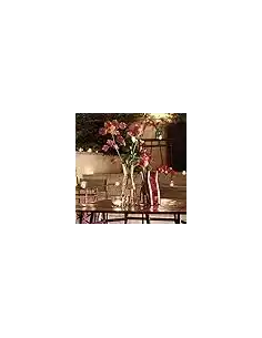 Carafe 0.25L Ypsilon x12 - CHR Appro 2