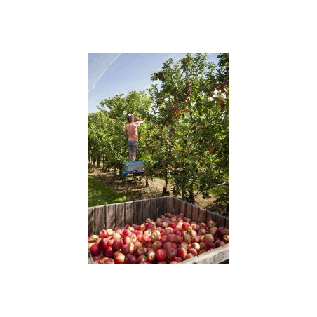 GOURDES POMME 100% 50X90G | CHR Appro